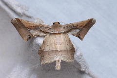 Krananda latimarginaria