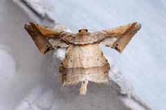 Krananda latimarginaria