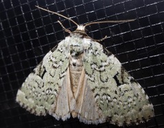 Leuconycta diphteroides