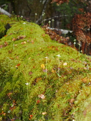 Adenochilus gracilis