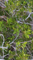 Laguncularia racemosa