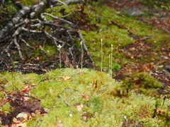 Adenochilus gracilis