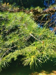Pinaceae