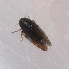 Xestocephalus brunneus