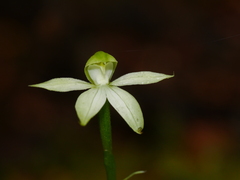 Adenochilus gracilis