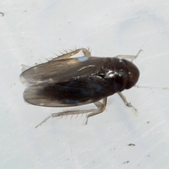 Xestocephalus brunneus