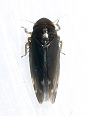 Xestocephalus brunneus