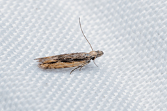 Hypatima venefica