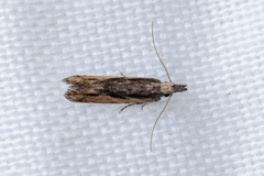 Hypatima venefica