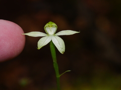 Adenochilus gracilis