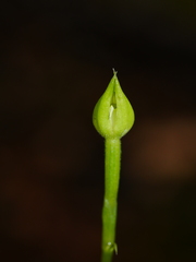 Adenochilus gracilis