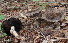 Strobilomyces strobilaceus image