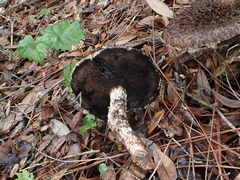 Strobilomyces strobilaceus image