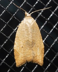 Coelostathma discopunctana