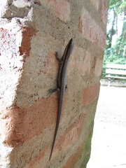 Notomabuya frenata