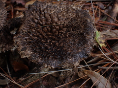 Strobilomyces strobilaceus image