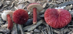 Gyroporus purpurinus