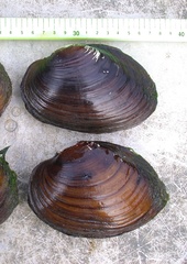 Ortmanniana ligamentina