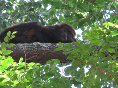 Alouatta guariba