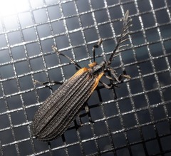 Leptoceletes basalis