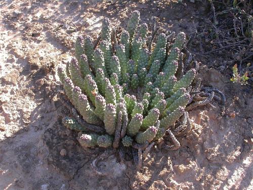 Euphorbia fortuita