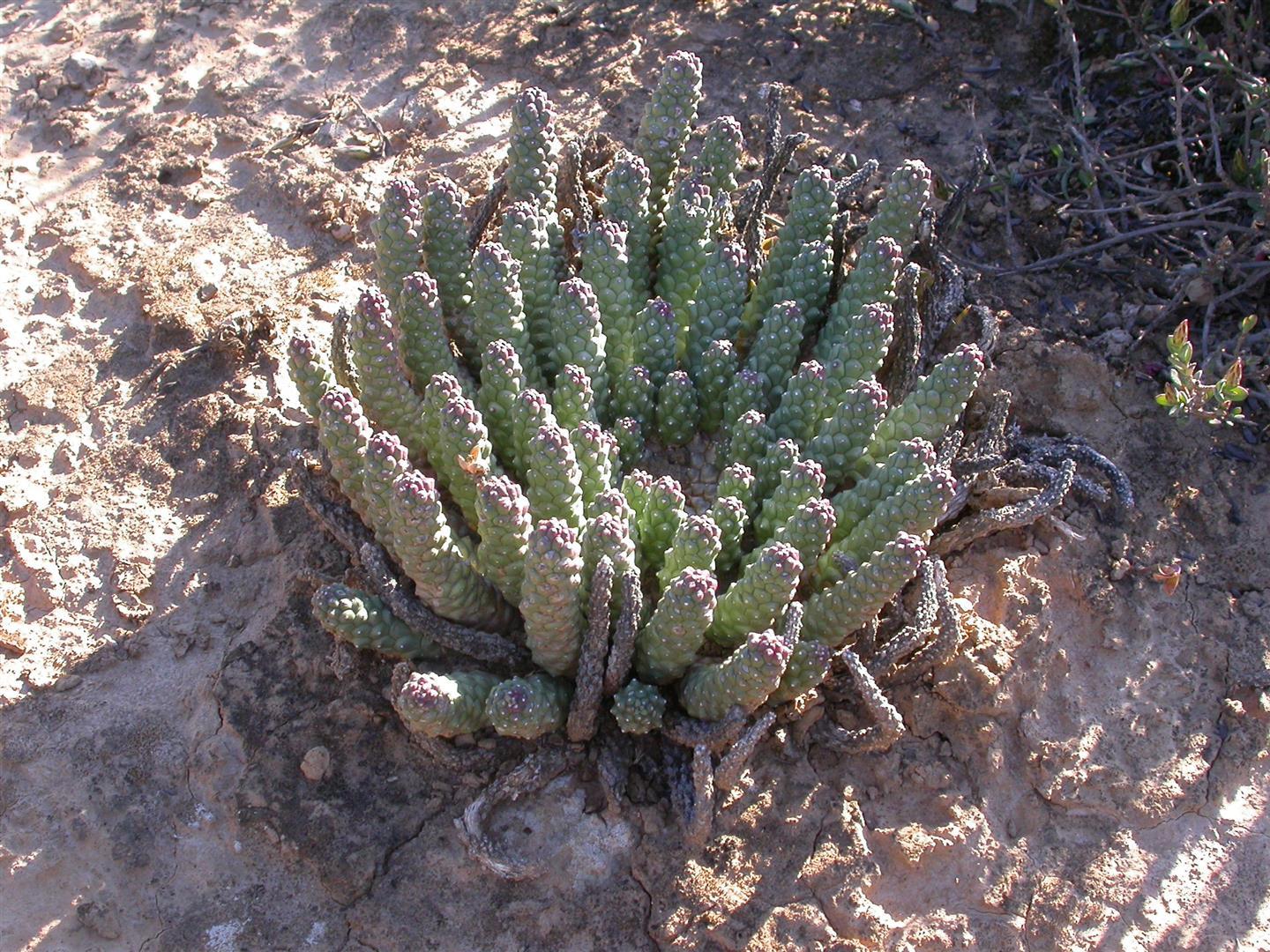 Euphorbia fortuita