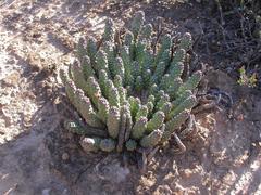 Euphorbia fortuita
