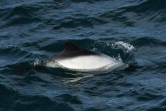 Cephalorhynchus commersonii