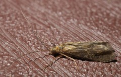 Annulipalpia