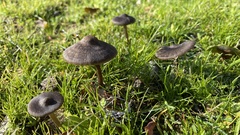 Entoloma sericeum