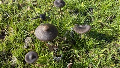 Entoloma sericeum