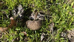 Entoloma sericeum