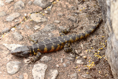 Pseudocordylus microlepidotus microlepidotus