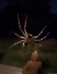 Neosparassus calligaster