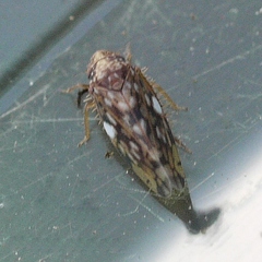 Xestocephalus similis