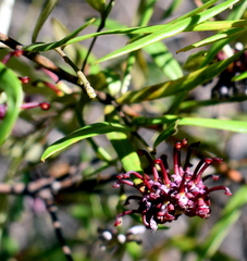Grevillea diffusa