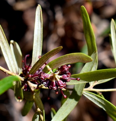 Grevillea diffusa
