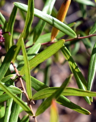 Grevillea diffusa