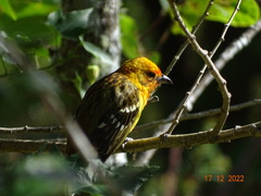 Piranga bidentata