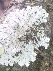 Heterodermia albicans