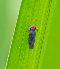 Tettisama quinquemaculata