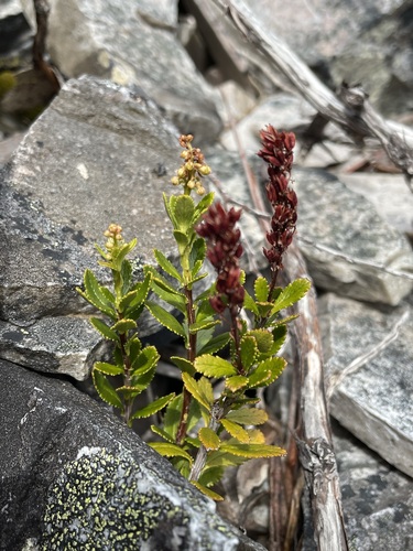Image of Tetracarpaea tasmannica by (c) Matt Berger, some rights reserved (CC BY)