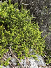 Podocarpus lawrencei