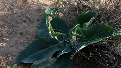 Othonna macrophylla