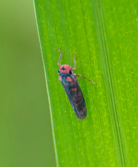 Tettisama quinquemaculata