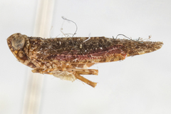Catonia intricata