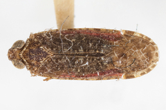 Catonia intricata