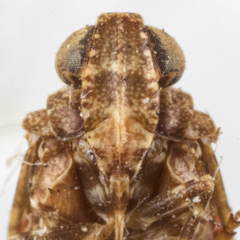 Catonia intricata