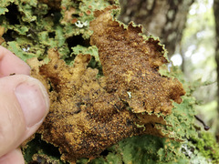 Yarrumia colensoi