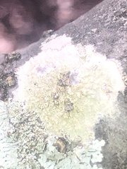 Lecanora strobilina